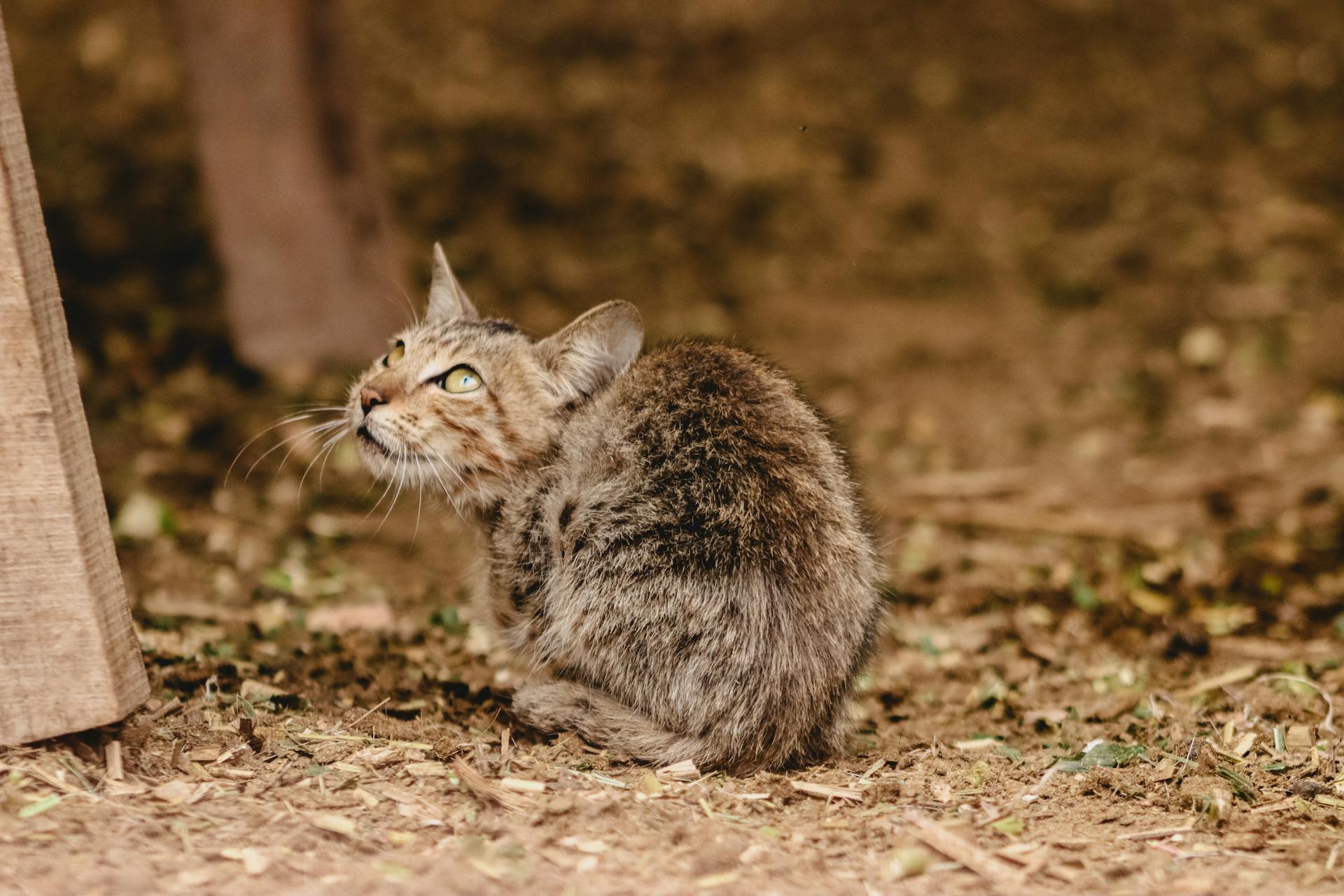 A wild cat with spotted fur looks up while resting on a natural, earthy ground outdoors.