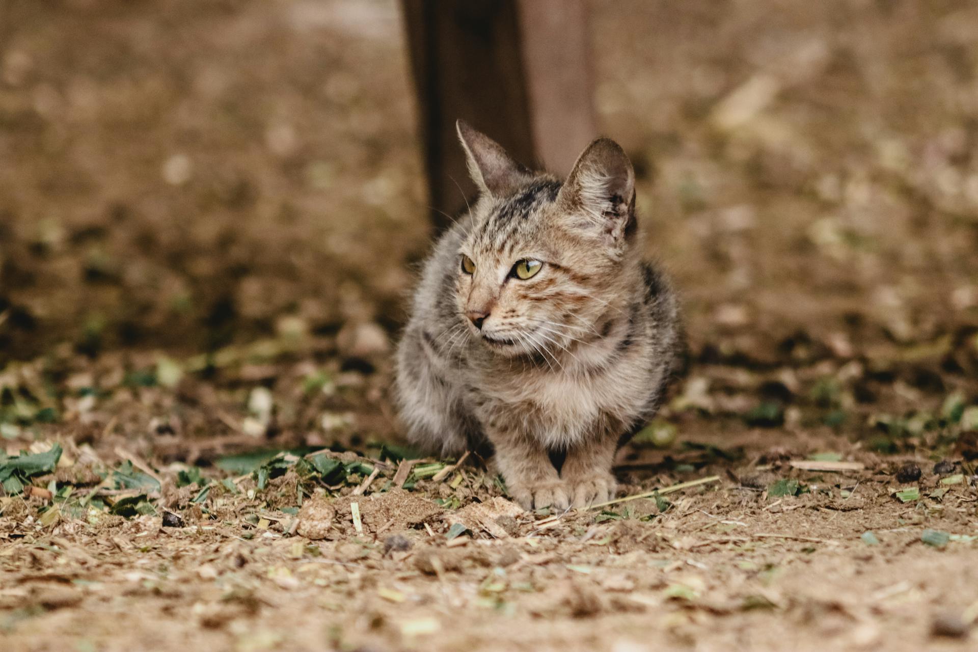 Close-up of a wild cat sitting on dirt ground outdoors, showcasing its natural beauty.