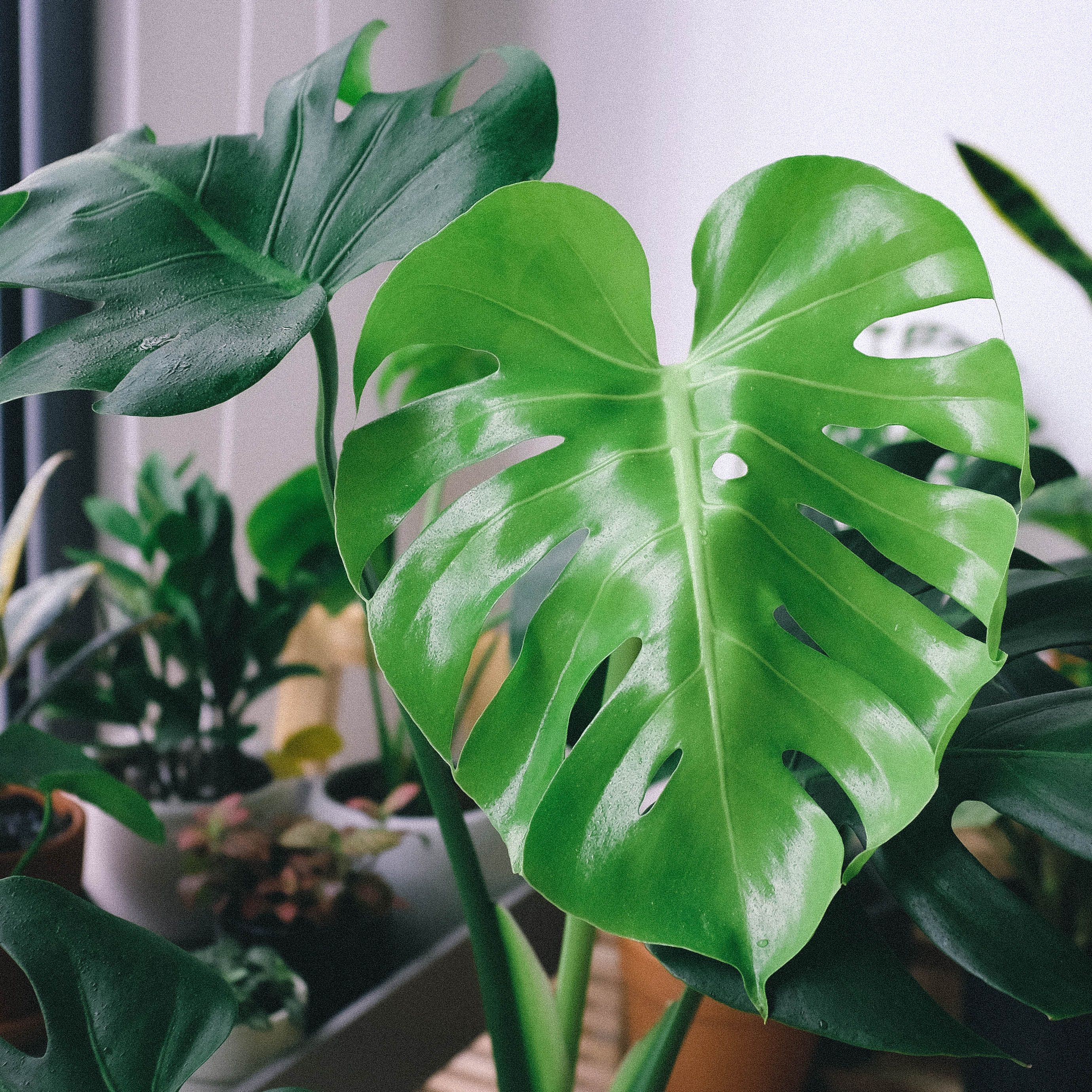 Monstera Deliciosa