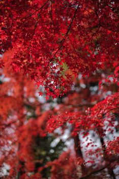 Close-up of vibrant red Japanese maple leaves in a serene autumn forest setting.