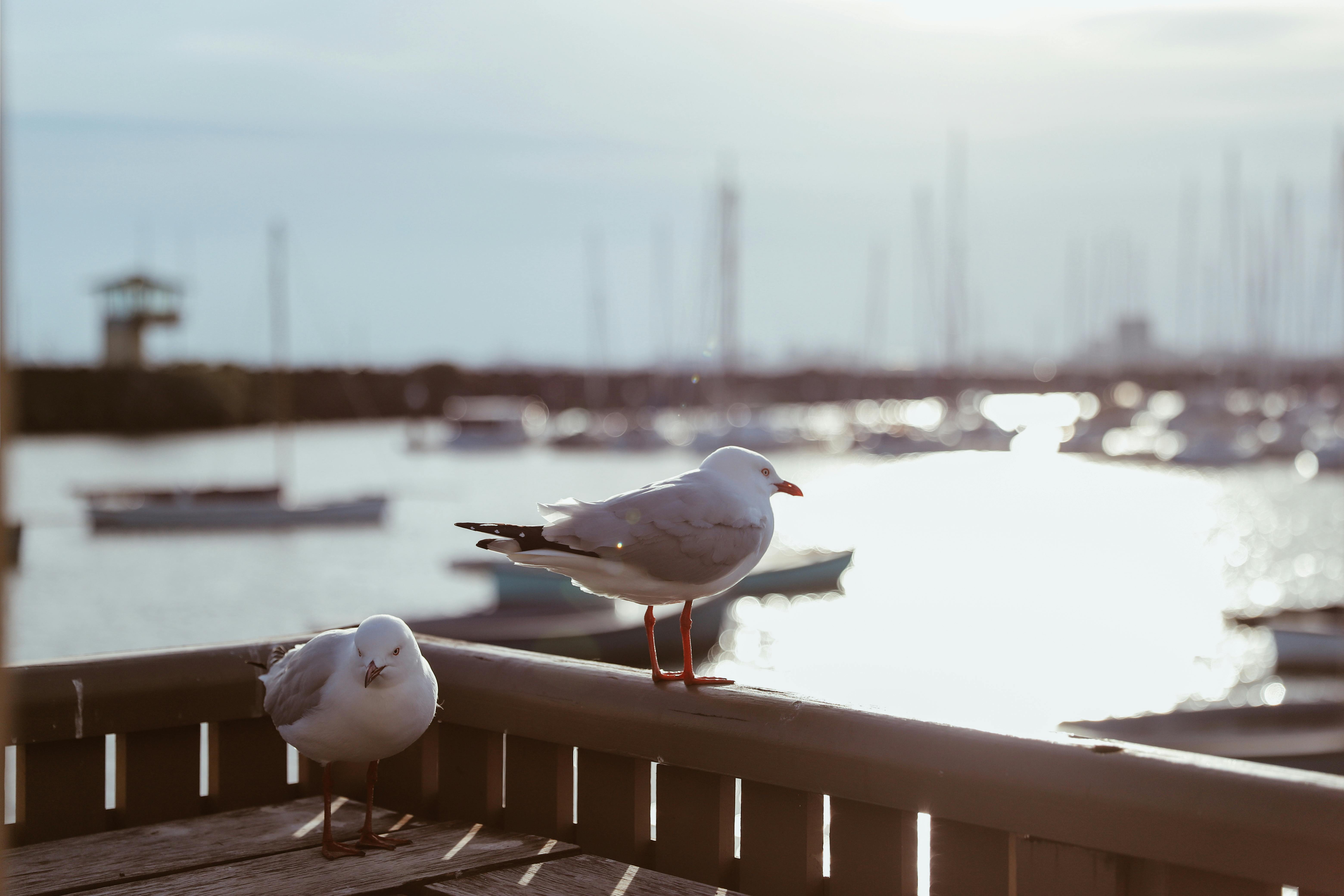 日落时分，码头上休息的海鸥与平静海面上的船只构成了一幅风景