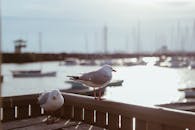 日落时分，码头上休息的海鸥与平静海面上的船只构成了一幅风景