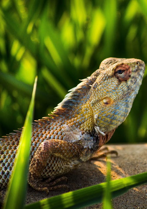 Brown Bearded Dragon