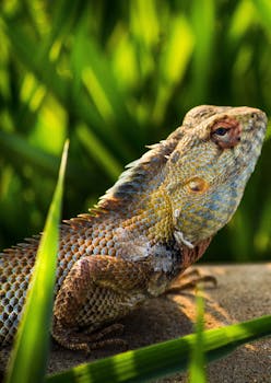 A detailed shot of a spiny lizard amidst green grass outdoors.