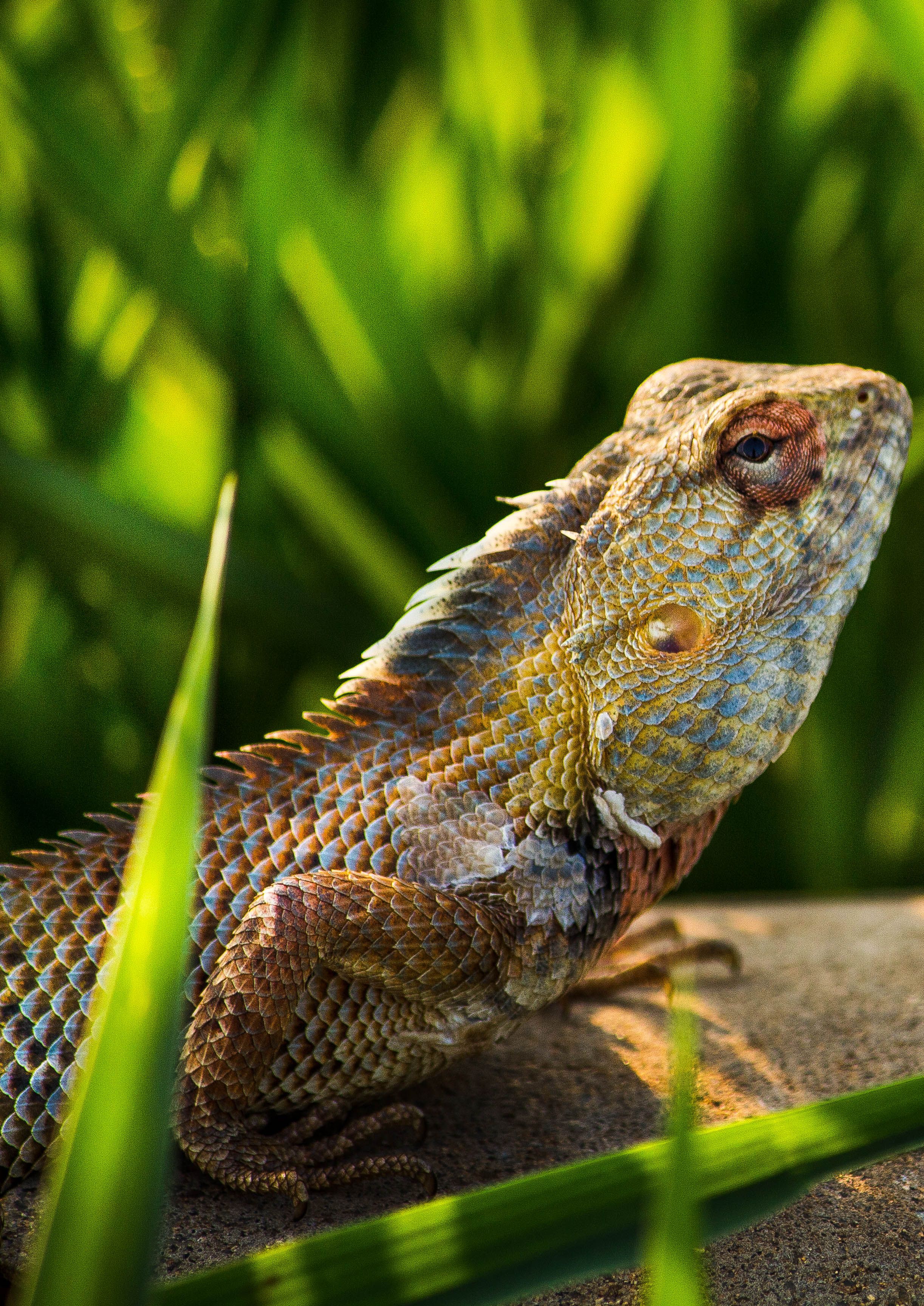 Brown Bearded Dragon Free Stock Photo brown-bearded-dragon-free-stock-photo