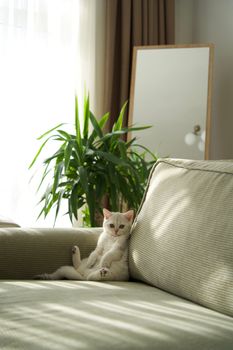 cat photo