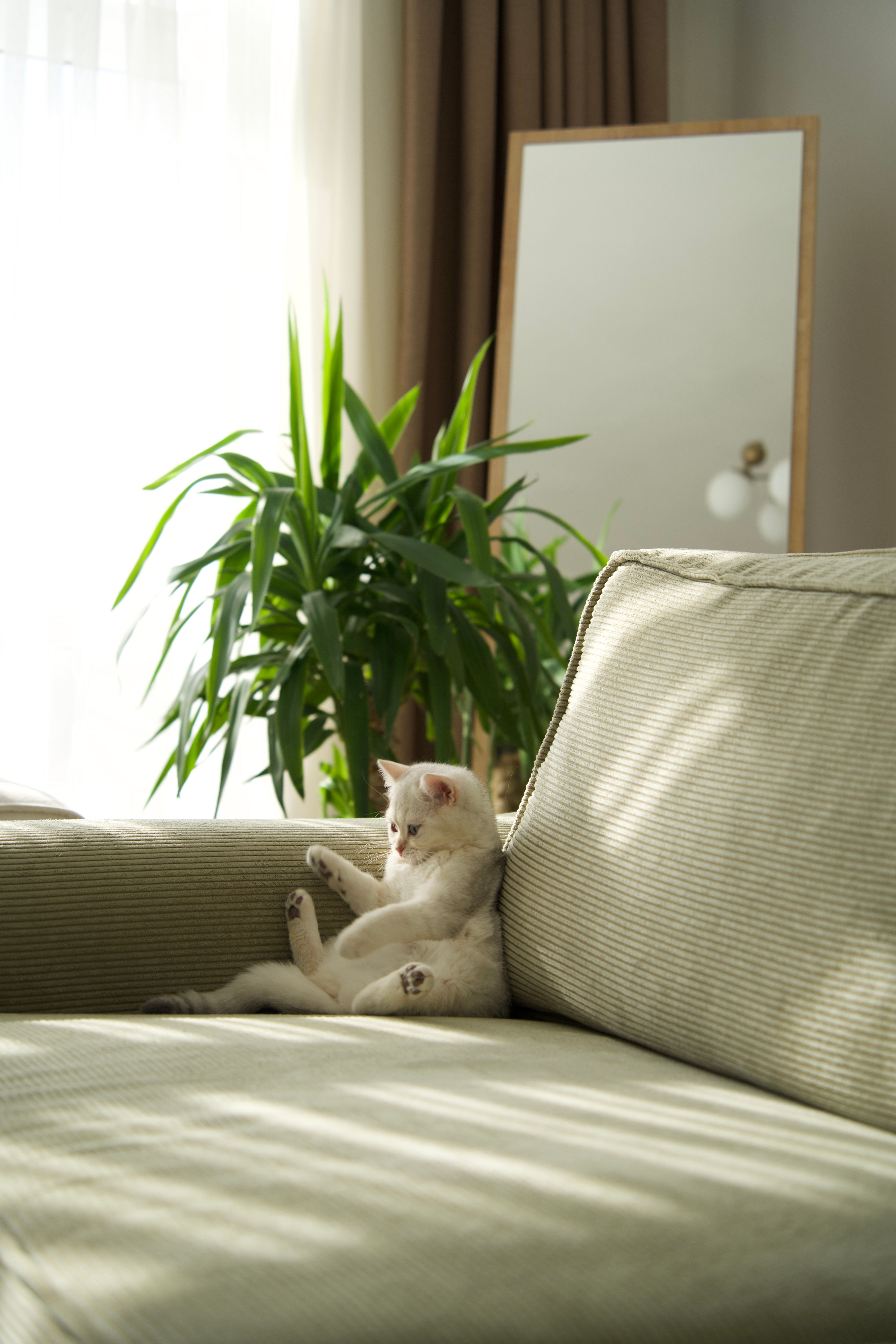 A serene white kitten lounging on a sunlit sofa with a stylish plant in the background.