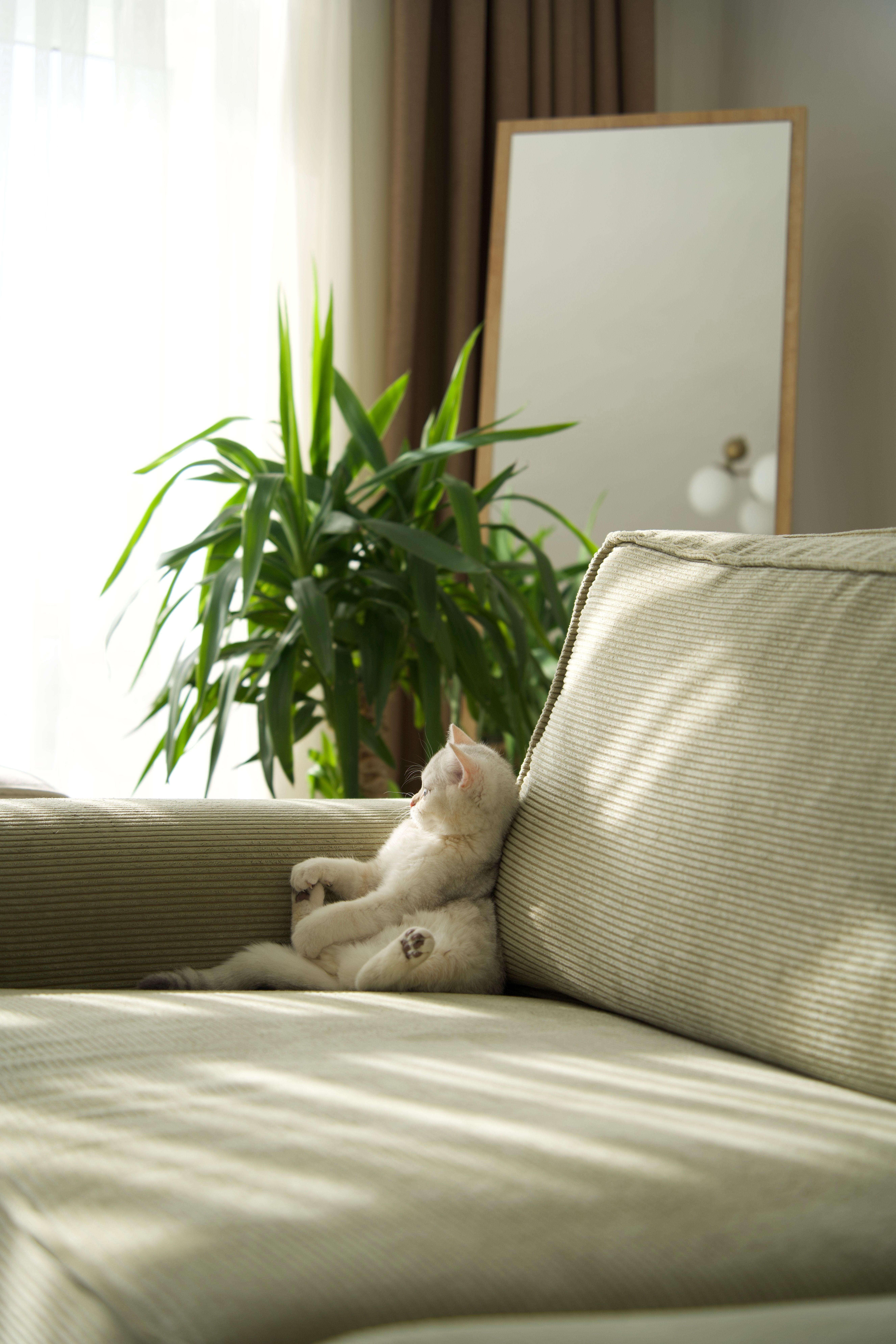 White cat lounging on a sofa in a sunlit room with plants and a mirror.