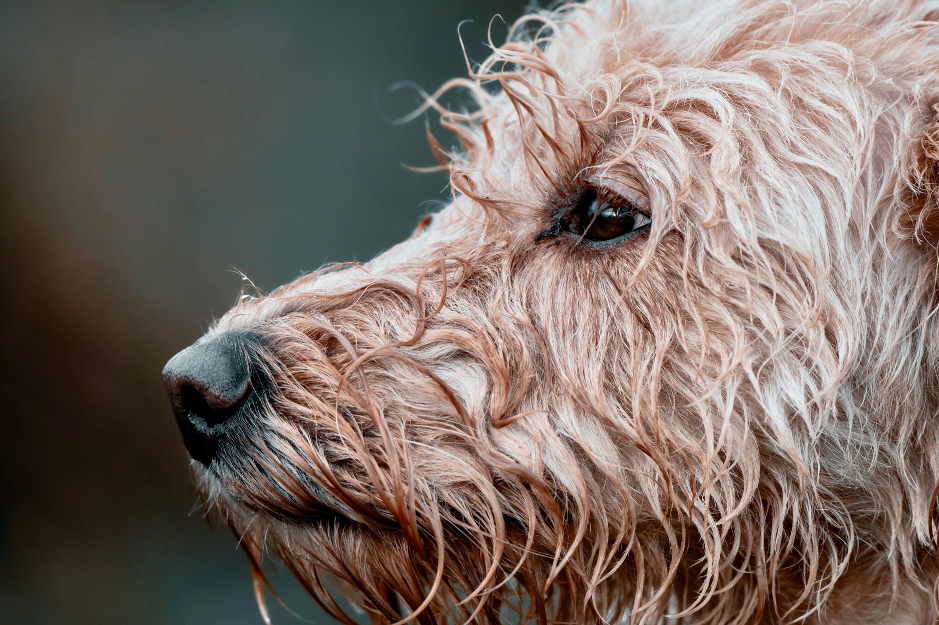 Veterinary care for a dog