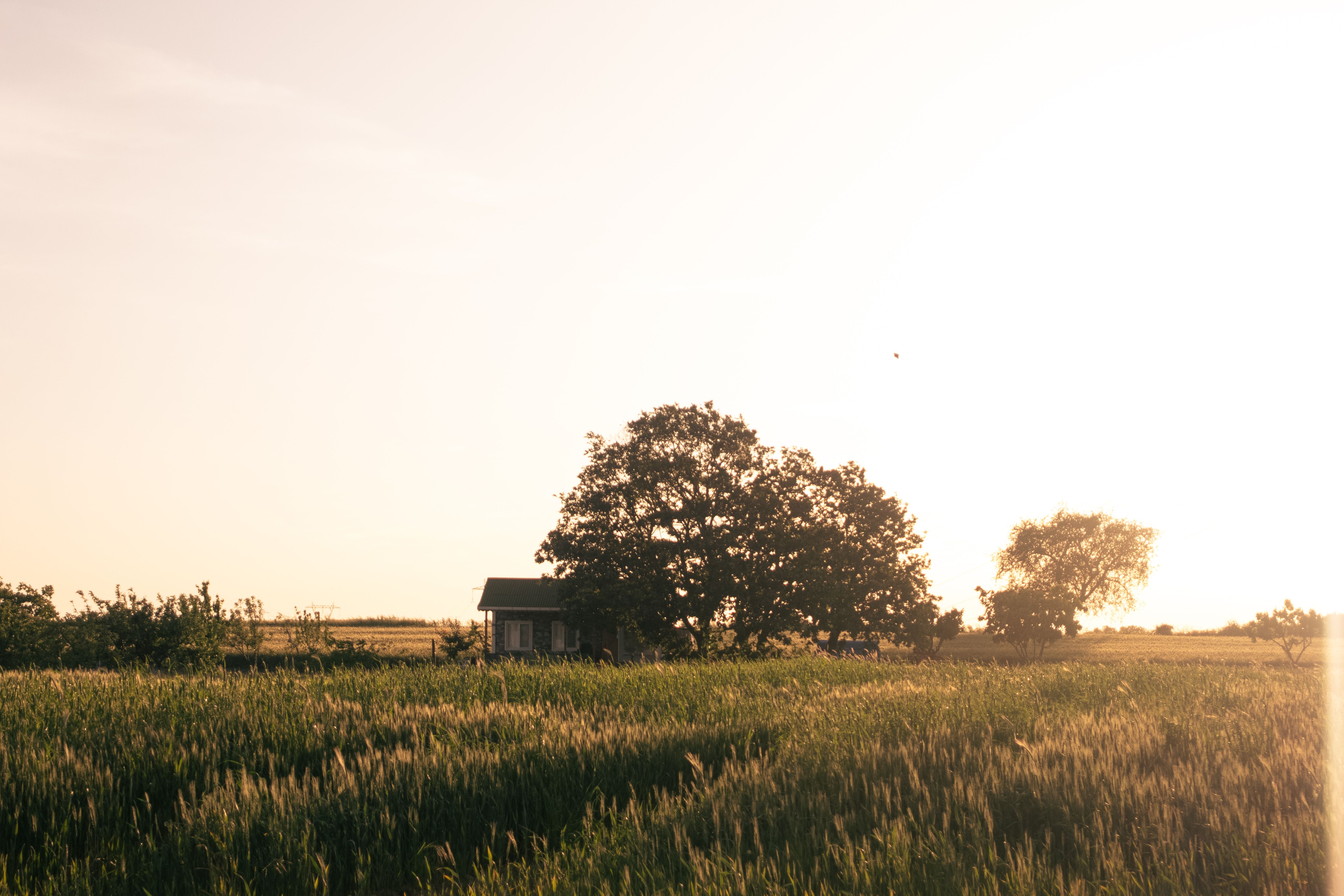 Serene Countryside Field at Golden Hour · Free Stock Photo