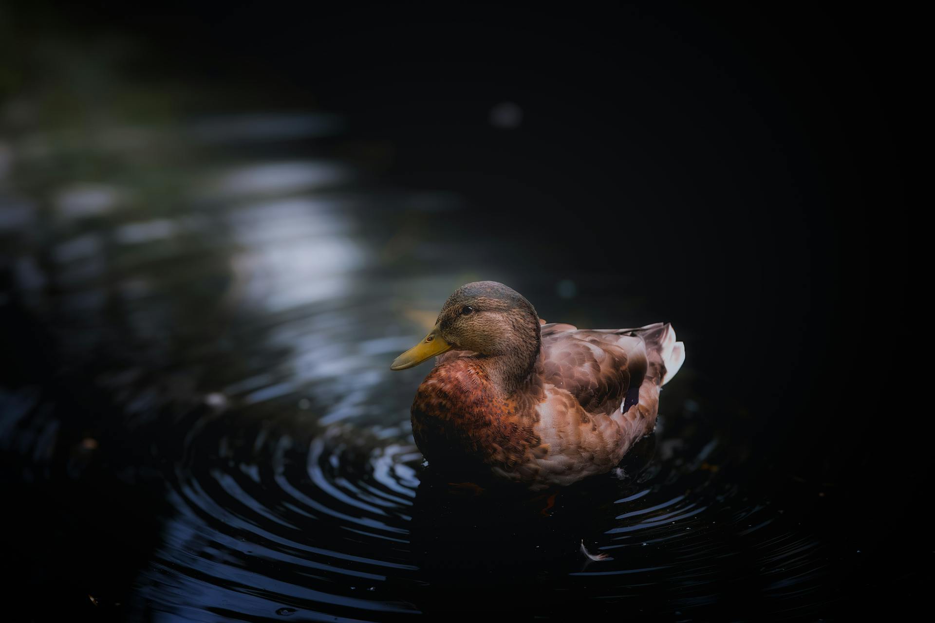 A tranquil mallard duck gliding gracefully on ripple-filled water surface at twilight.