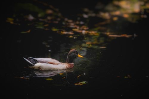 Free Close-up of a duck gliding peacefully on a tranquil pond surrounded by floating leaves. Stock Photo