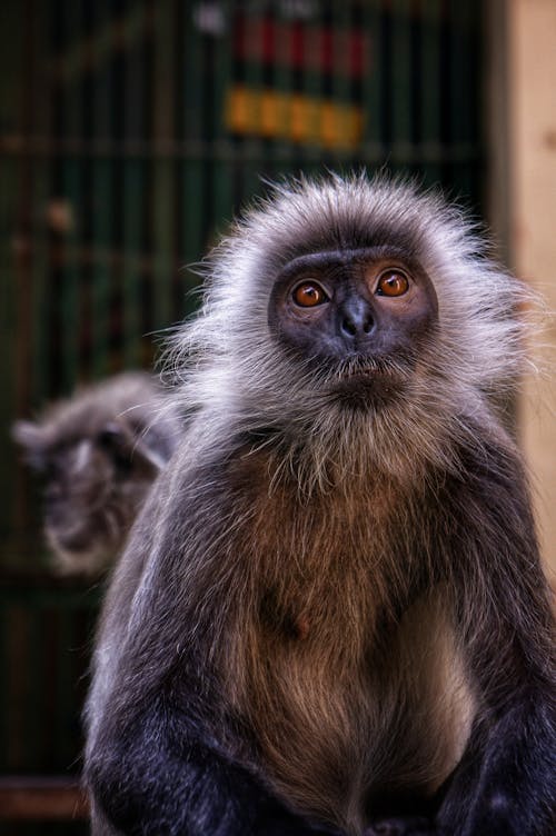 Monkey Rizz Photos, Download The BEST Free Monkey Rizz Stock Photos ...