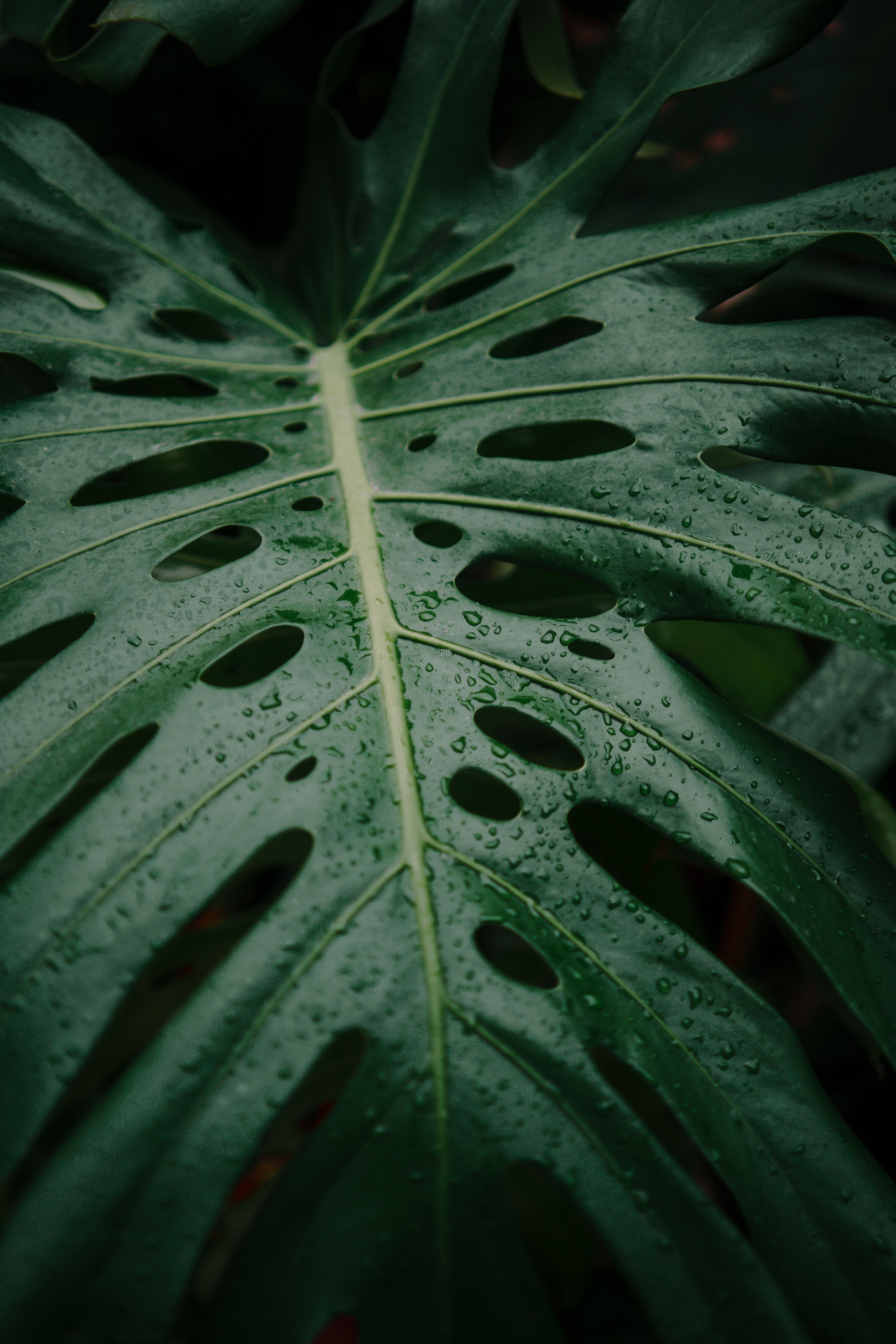 Kostenloses Foto zum Thema: blatt, botanisch, detail, dschungel,  dschungelpflanze, exotisch, feucht, flora, frisch, glnzend, grn,  immergrn, indoor anlage, klarheit, laub, makro, monstera, monstera  deliciosa, muster, nahansicht, nass, nasses blatt ...