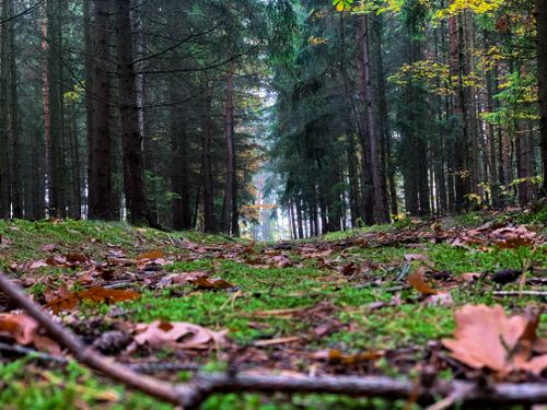 Free Low angle view of a serene forest path covered with leaves and moss, perfect for nature themes. Stock Photo