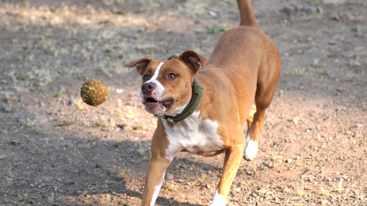 How to Teach a Dog to Fetch: 5 Steps, Return & Drop Fixes