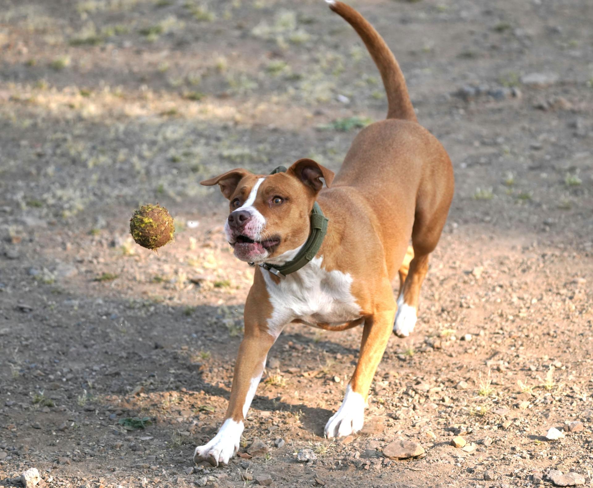 Energetic pit bull dog playing fetch outdoors, chasing a ball.