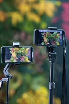 Two smartphones on tripods filming colorful fall foliage outdoors.