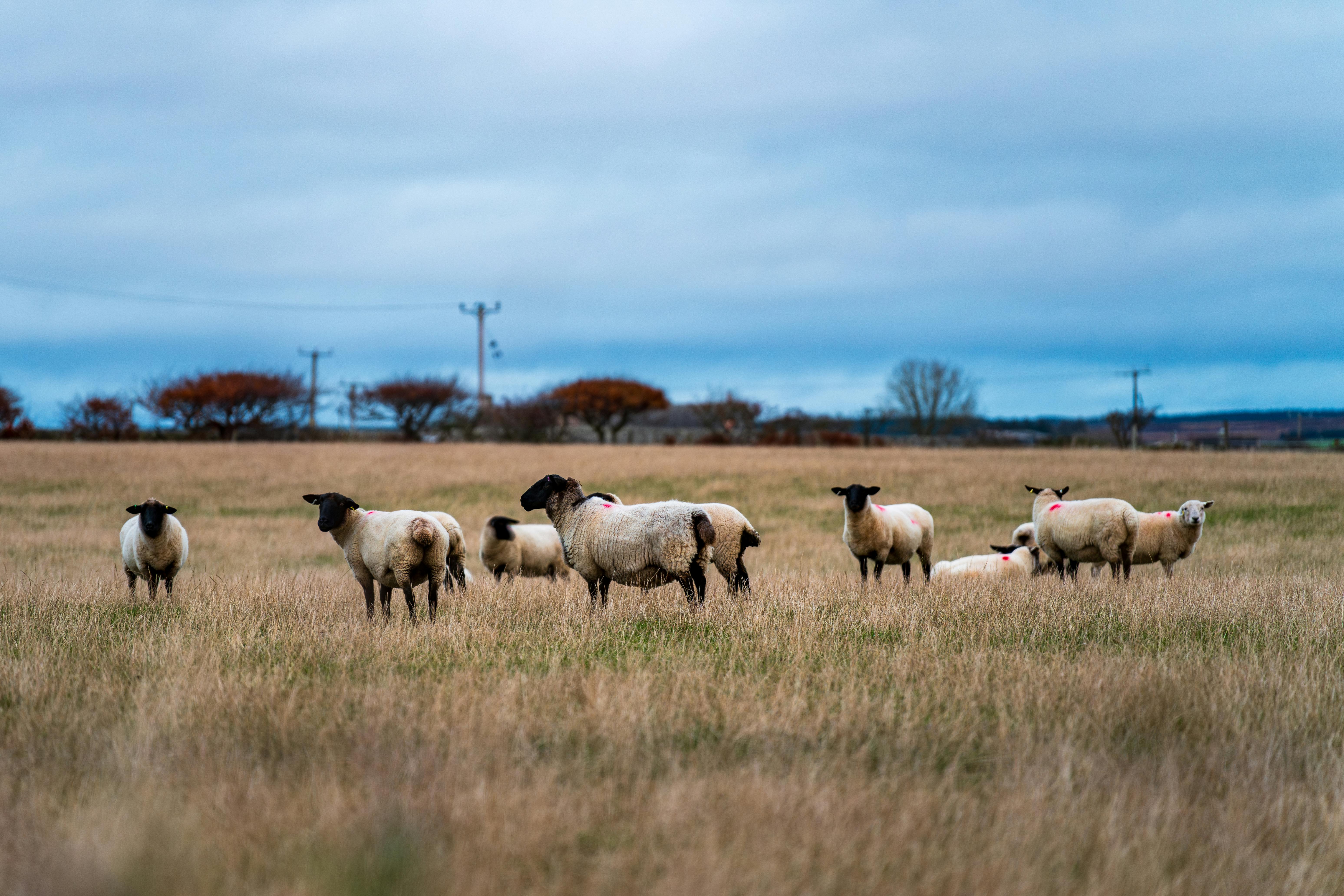 Flock launches haulage fleet insurance backed by Admiral — Photo by Michał Robak on Pexels