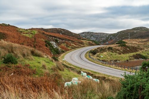 Free Winding road through a scenic countryside landscape with sheep grazing on a cloudy day. Stock Photo
