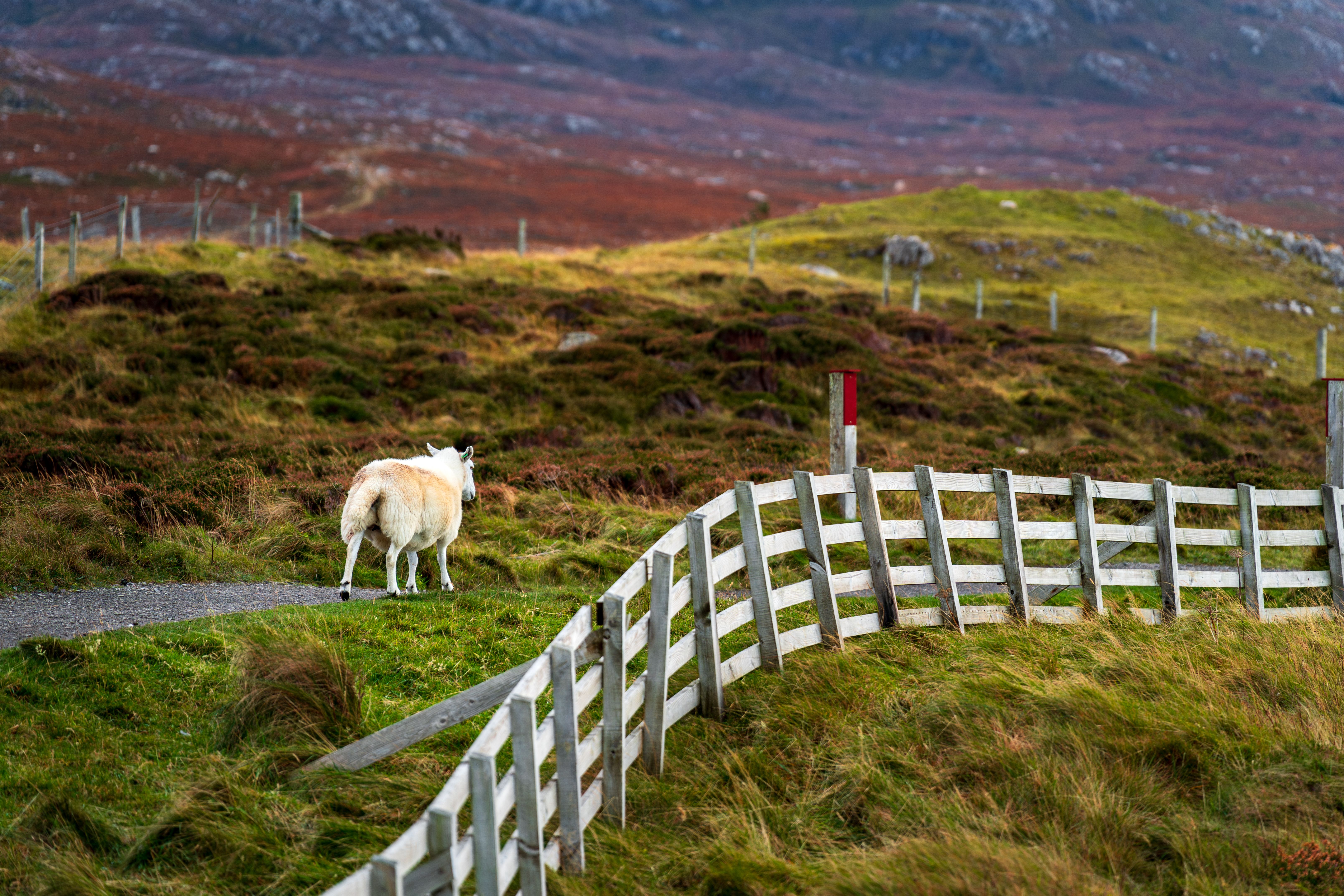 Scenic Autumn Landscape with Grazing Sheep · Free Stock Photo