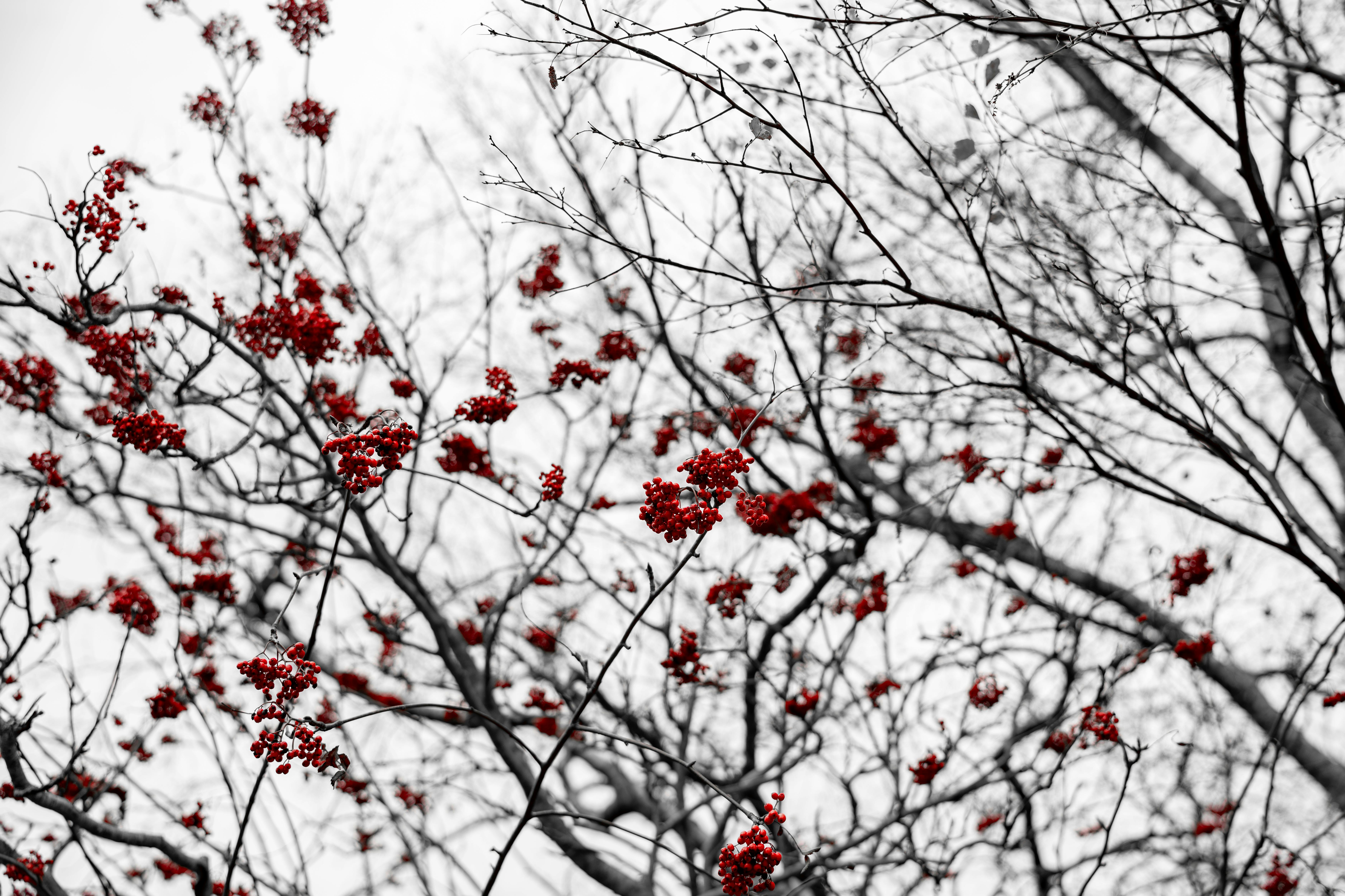 Free stock photo of free wallpaper