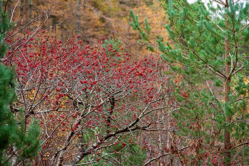 Free Colorful autumn forest scene showcasing pine trees and red berries. Stock Photo