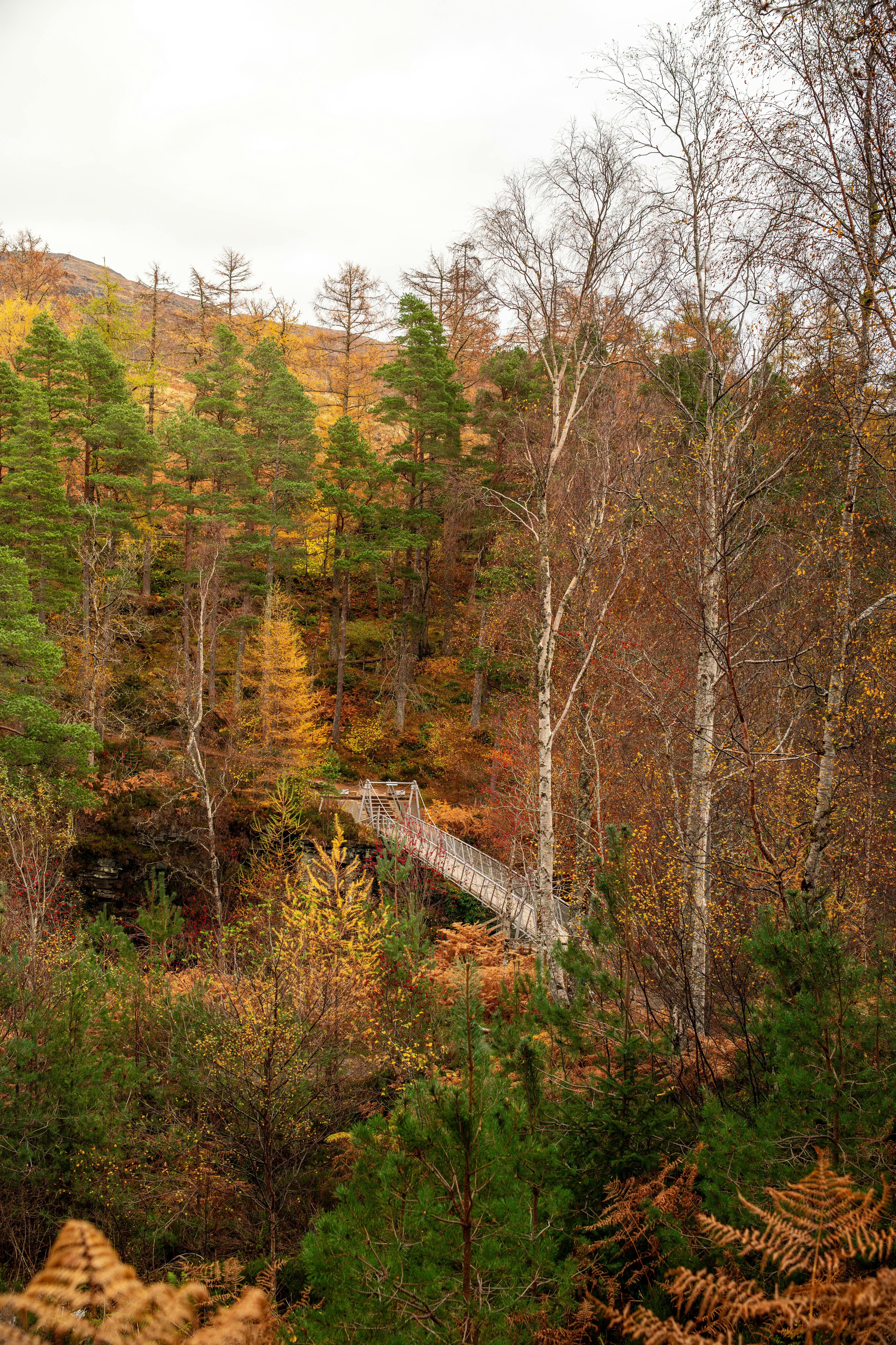 Wooden bridge amidst colorful autumn forest, offering tranquil nature views.