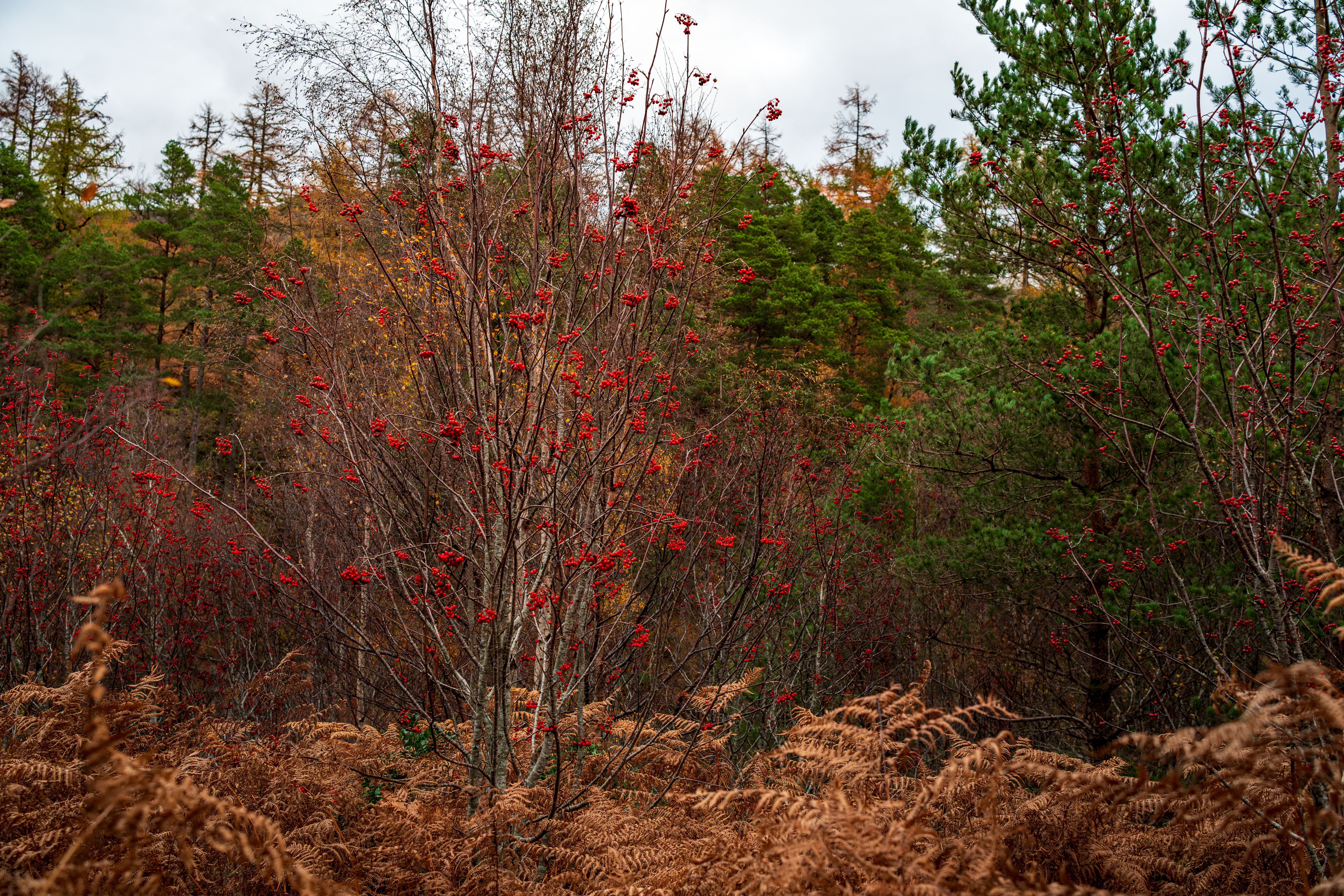 Autumn Forest with Red Berry Bushes · Free Stock Photo