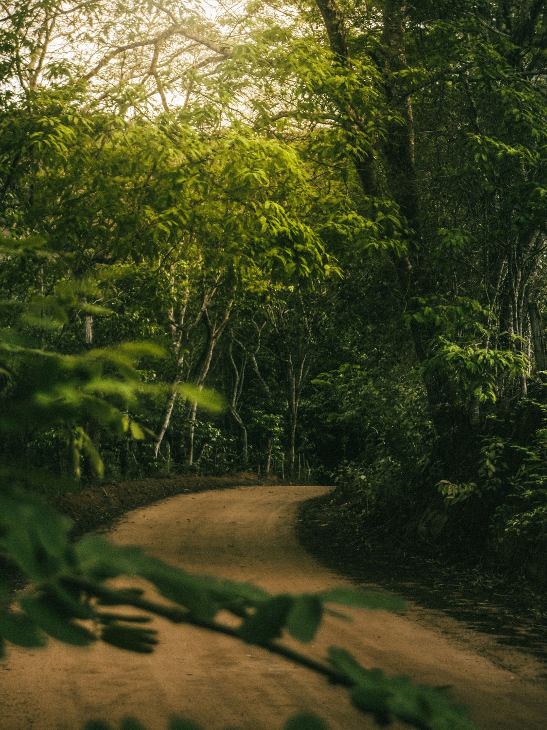 Serene Forest Pathway in Lush Greenery · Free Stock Photo