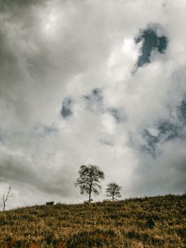 Image by roy musttang