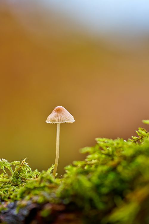 Free Close-up of a delicate mushroom growing on a bed of vibrant green moss, set against a blurred background. Stock Photo