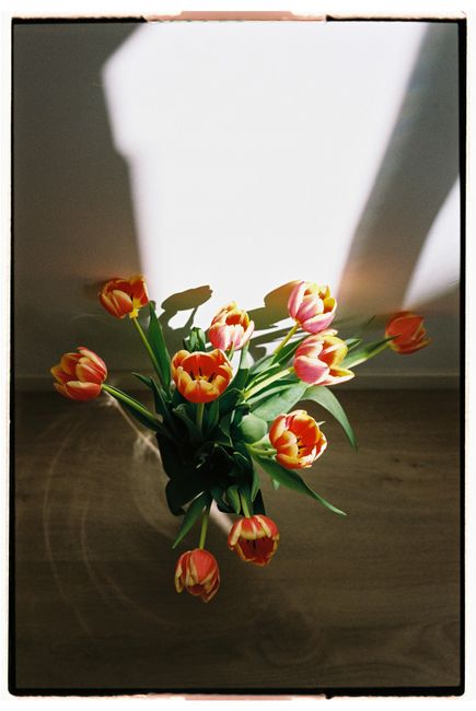 A vibrant bouquet of tulips in a vase, captured in soft natural light.