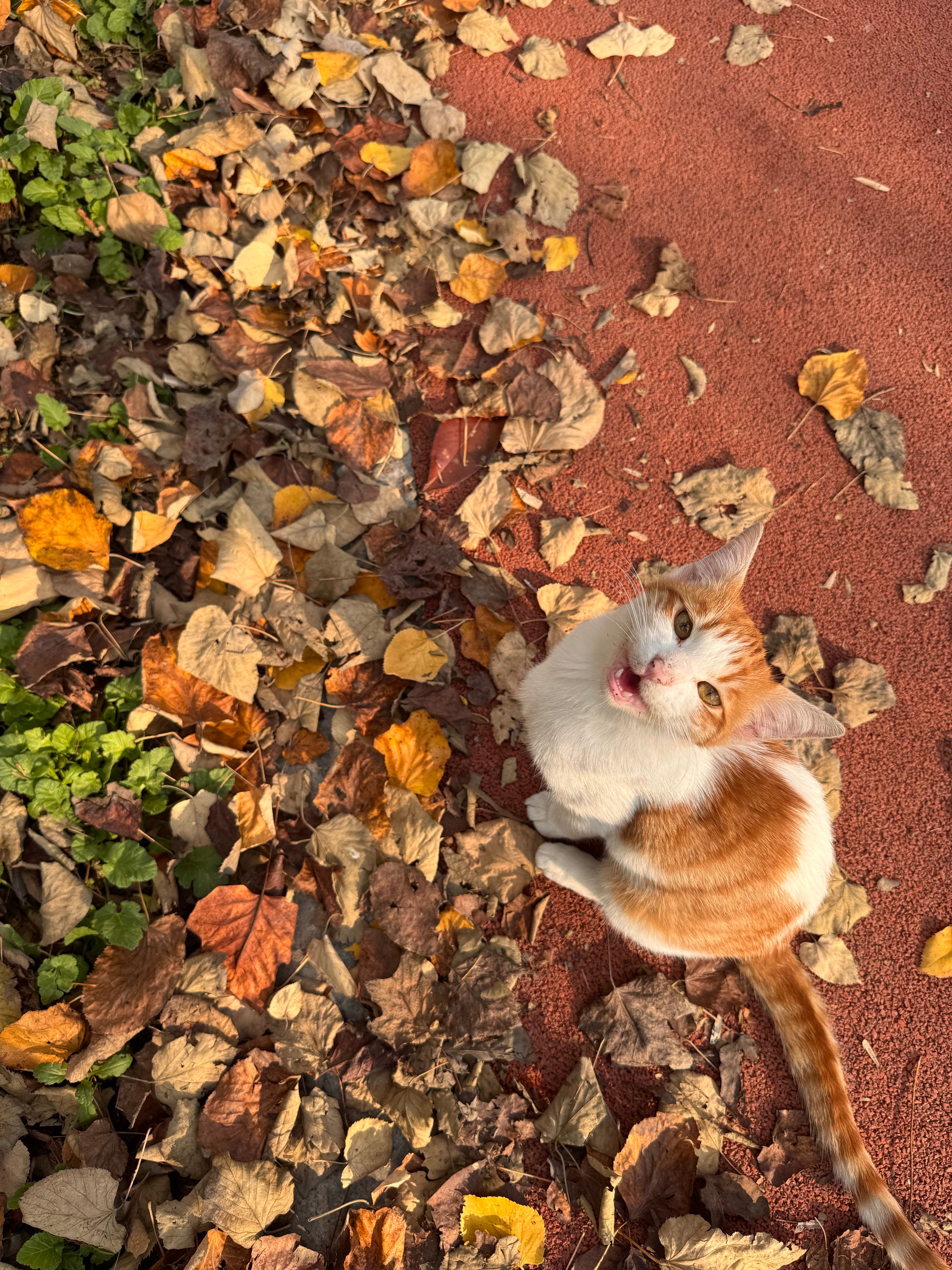 Playful Cat on Autumn Leaves Background · Free Stock Photo