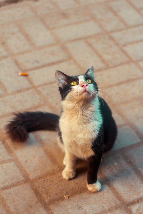 Free Charming black and white cat on an urban street in Karachi. Stock Photo