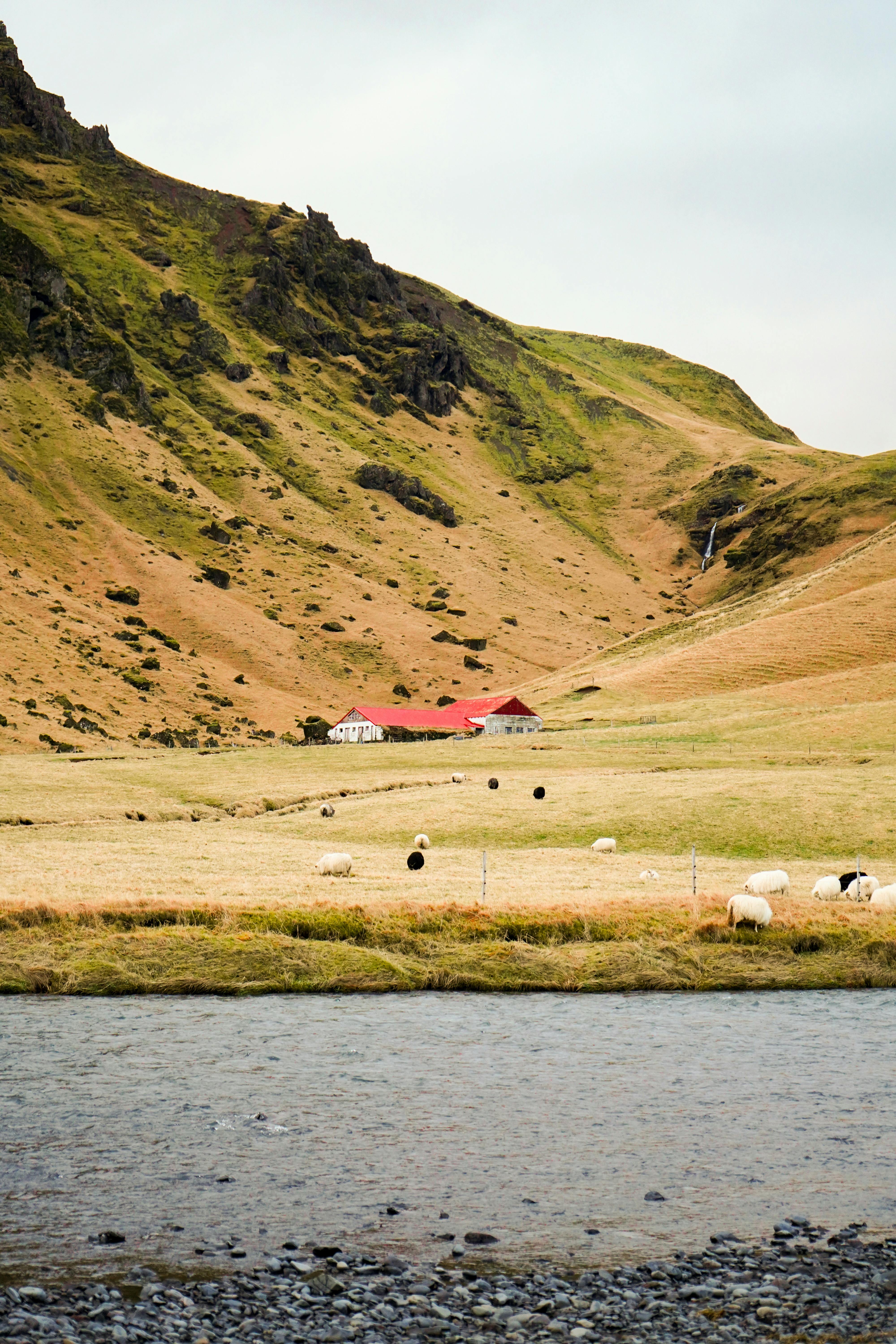View of a picturesque farmhouse and sheep in a lush Icelandic valley near a river.