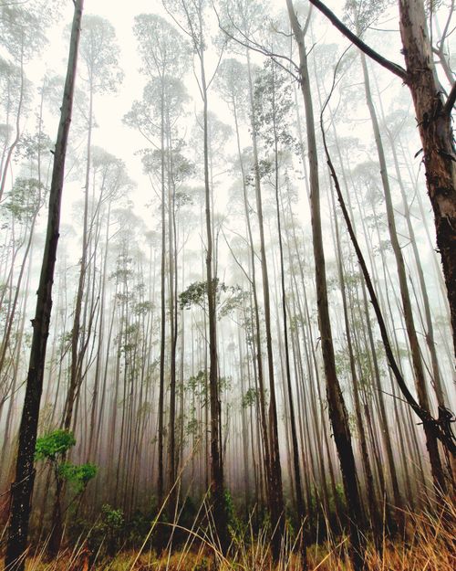 Free Captivating misty pine forest in Poços de Caldas, Brasil, creating a serene and mysterious atmosphere. Stock Photo