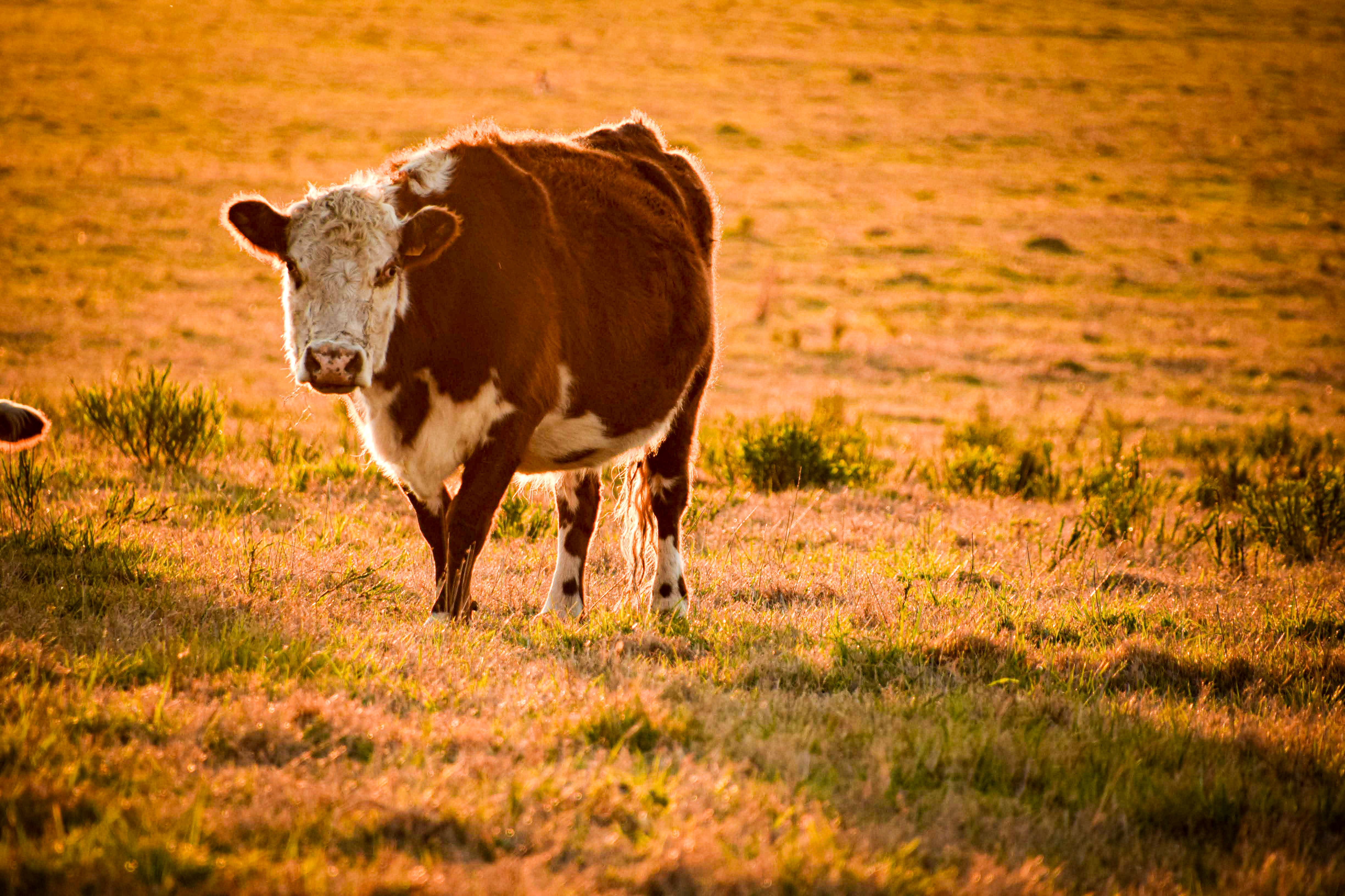 Hereford Cow Grazing in Golden Sunset Field · Free Stock Photo
