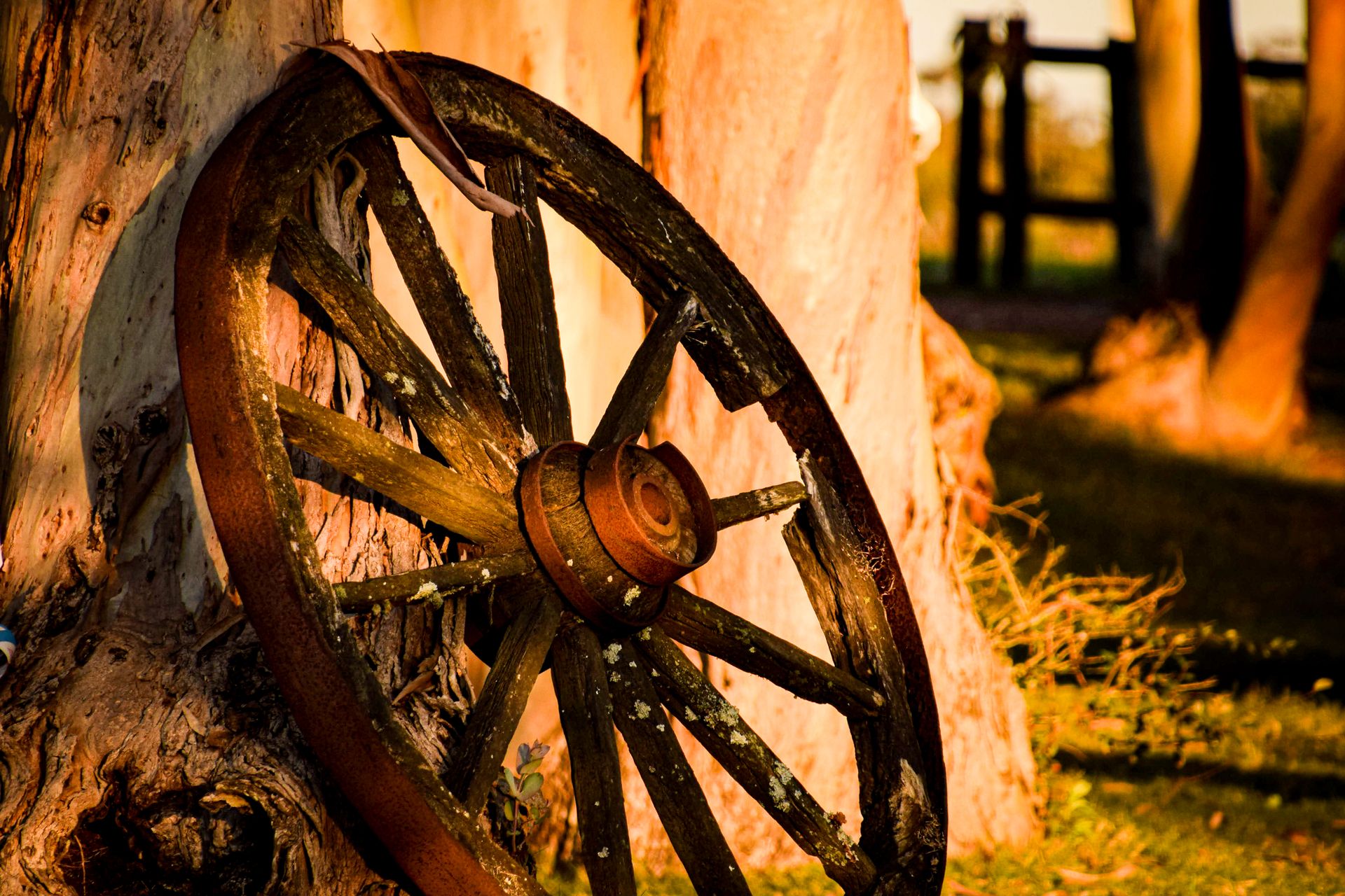 A rustic wagon wheel leaning against a tree, captured during sunset.