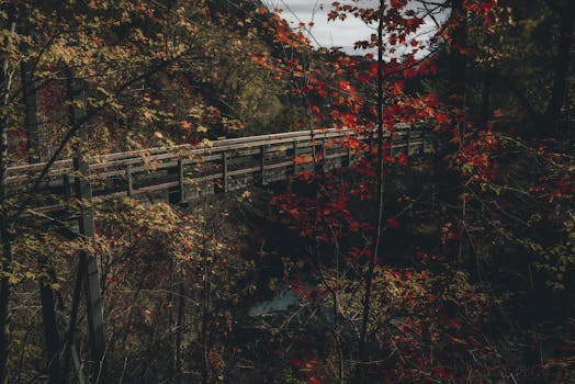 A rustic wooden bridge nestled within a vibrant forest showcasing autumn foliage.