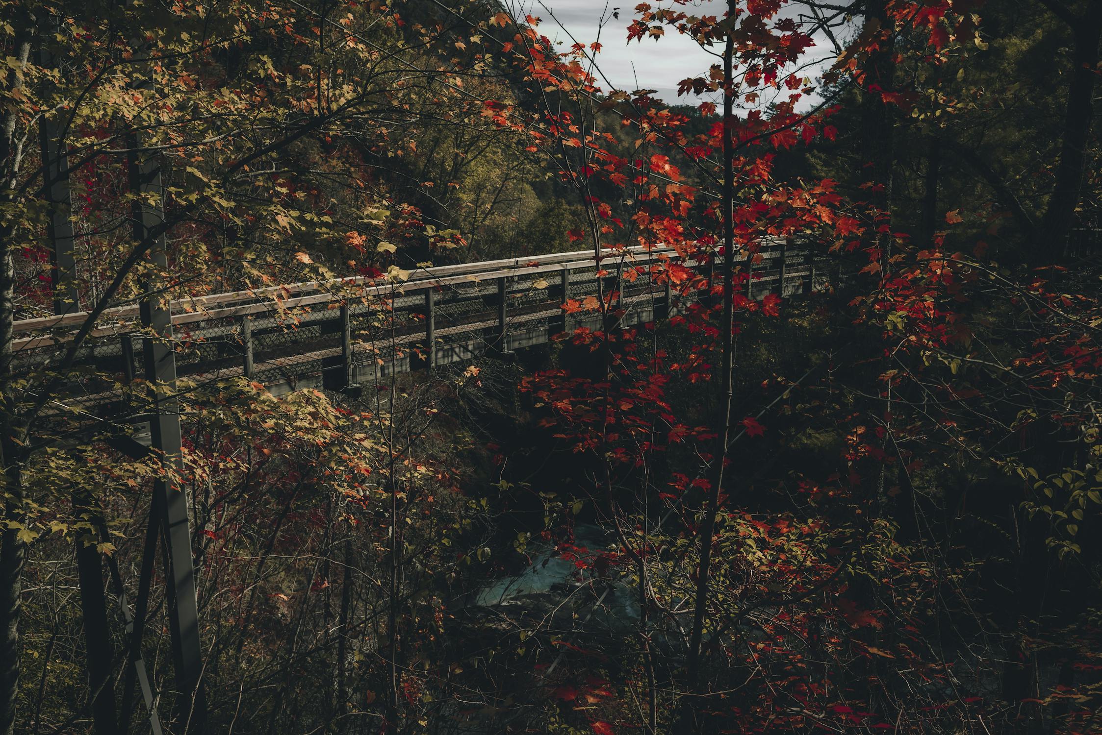 Rustic Wooden Bridge in Autumn Forest Setting · Free Stock Photo