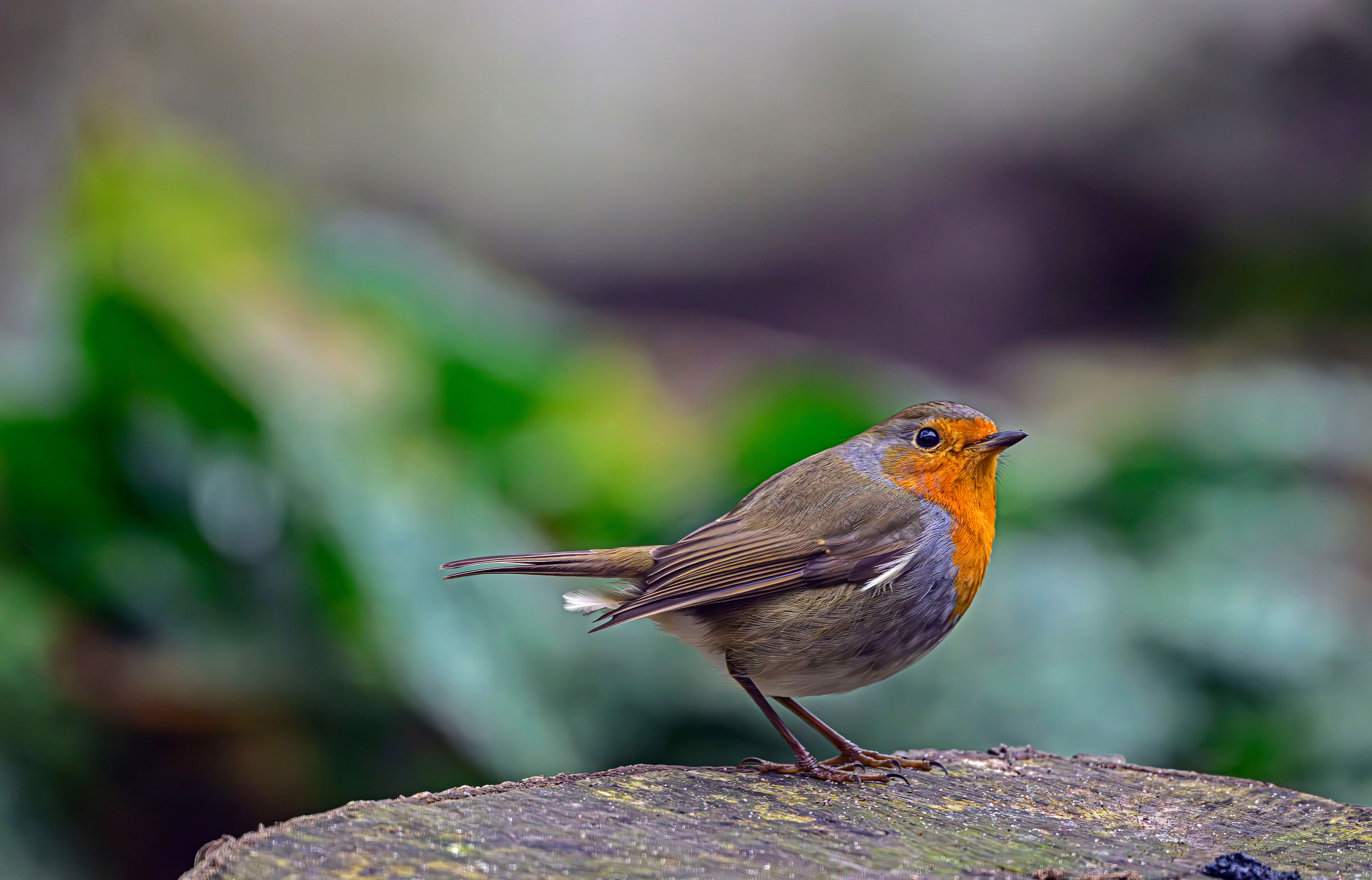 A vibrant European robin perched outdoors, showcasing its bright plumage.
