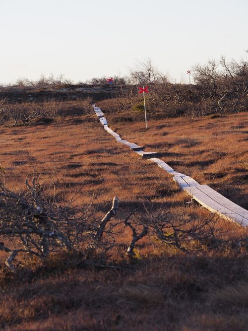 Free Explore the serene path cutting through the Swedish tundra landscape bathed in autumn light. Stock Photo