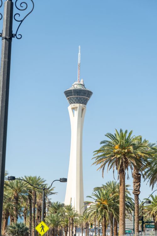 Free View of the iconic Stratosphere Tower in Las Vegas framed by palm trees under a clear blue sky. Stock Photo