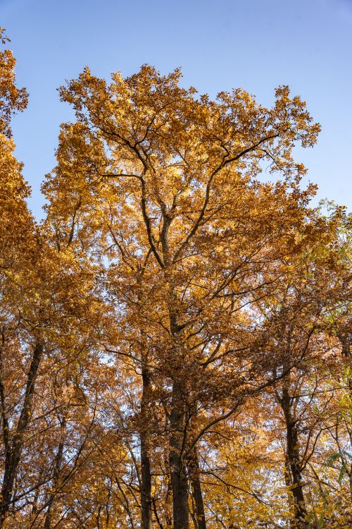 Free Tall trees with golden autumn leaves under a clear blue sky, depicting fall beauty. Stock Photo