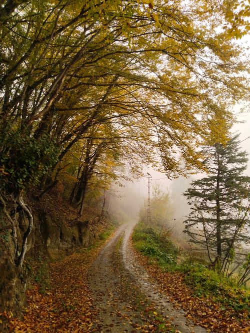 Free A misty autumn pathway lined with golden trees creates a serene and picturesque scene. Stock Photo
