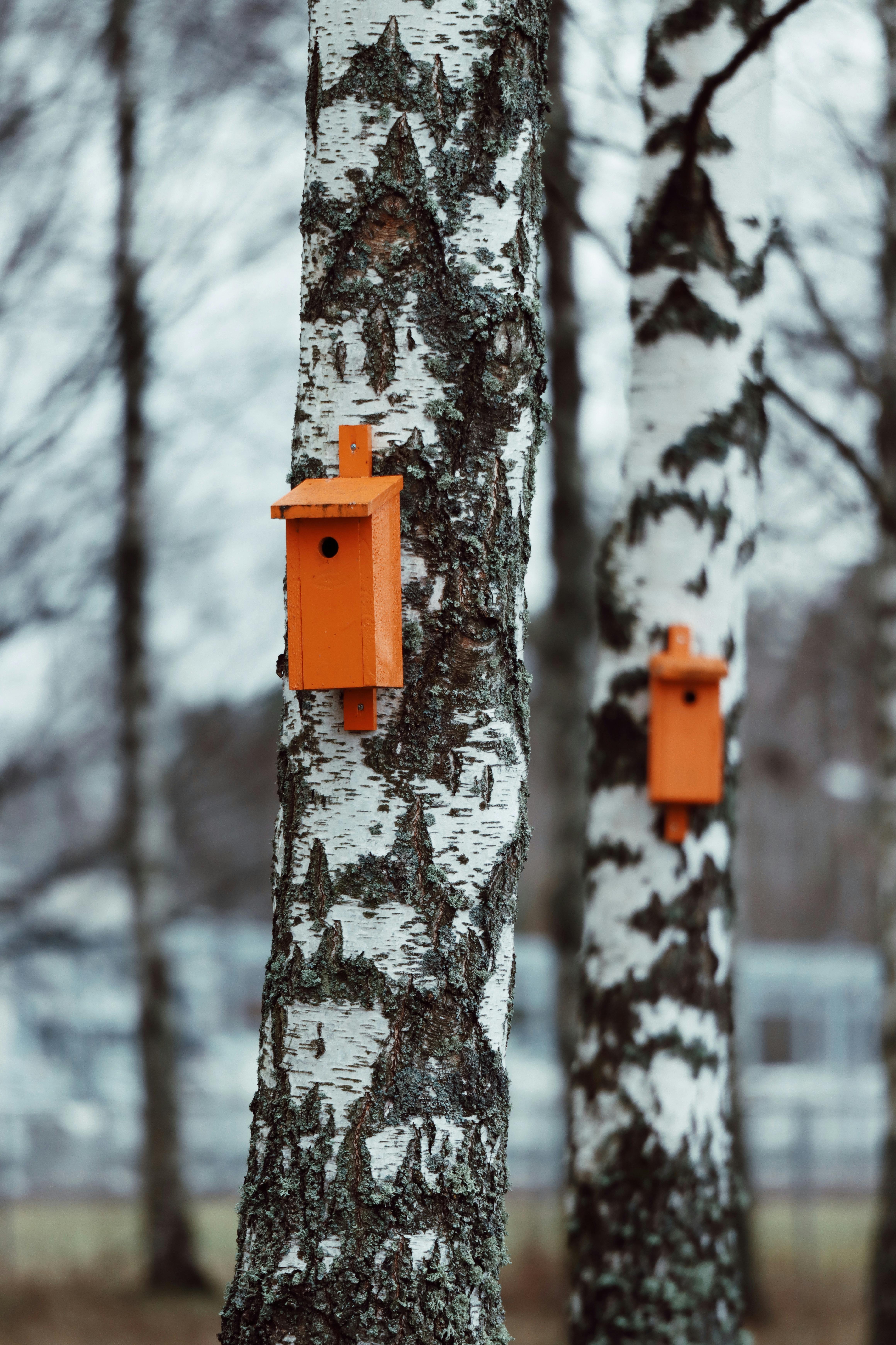 vibrant birdhouses in swedish birch forest