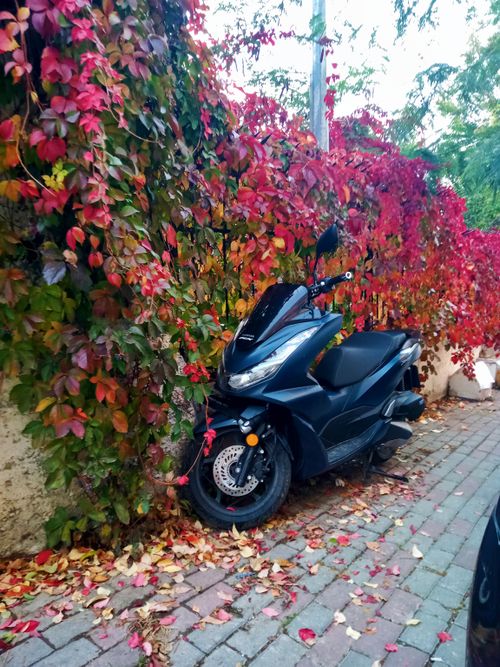 Free stock photo of a motorcycle, autumn, autumn leaves Stock Photo