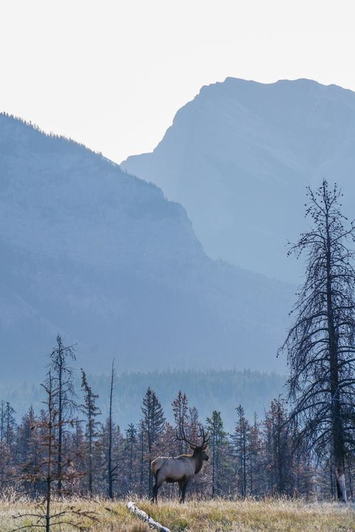 Free Elk grazing in Jasper National Park with mountains in the background at sunrise. Stock Photo