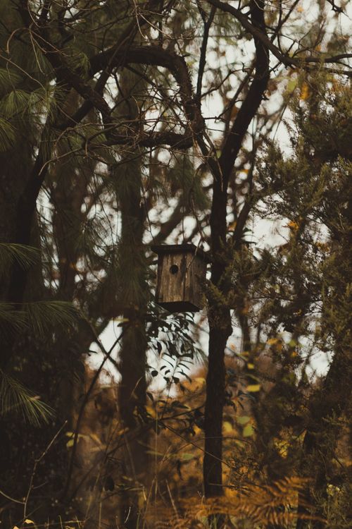 Free A wooden birdhouse hangs among the serene trees of an Istanbul forest in autumn. Stock Photo